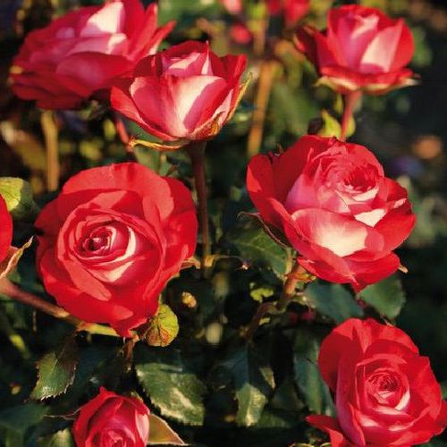 Shop - Rosa Planten un Blomen® - rot - floribundarosen - duftlos - W. Kordes & Sons - -
